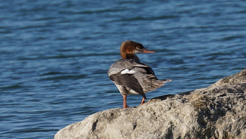 a duck is standing on a rock by the water