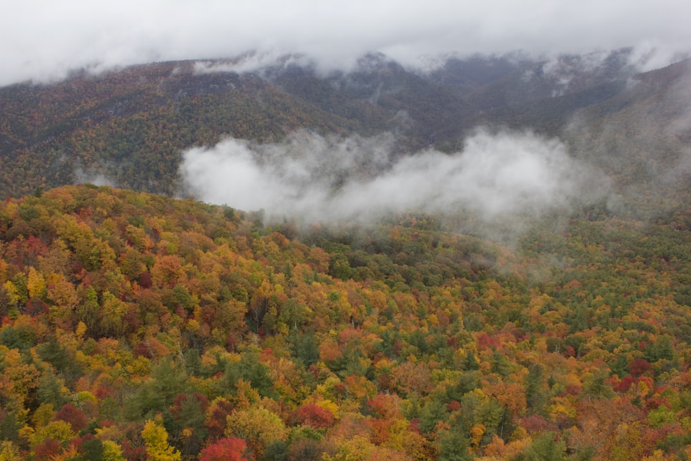 a view of a mountain range covered in trees