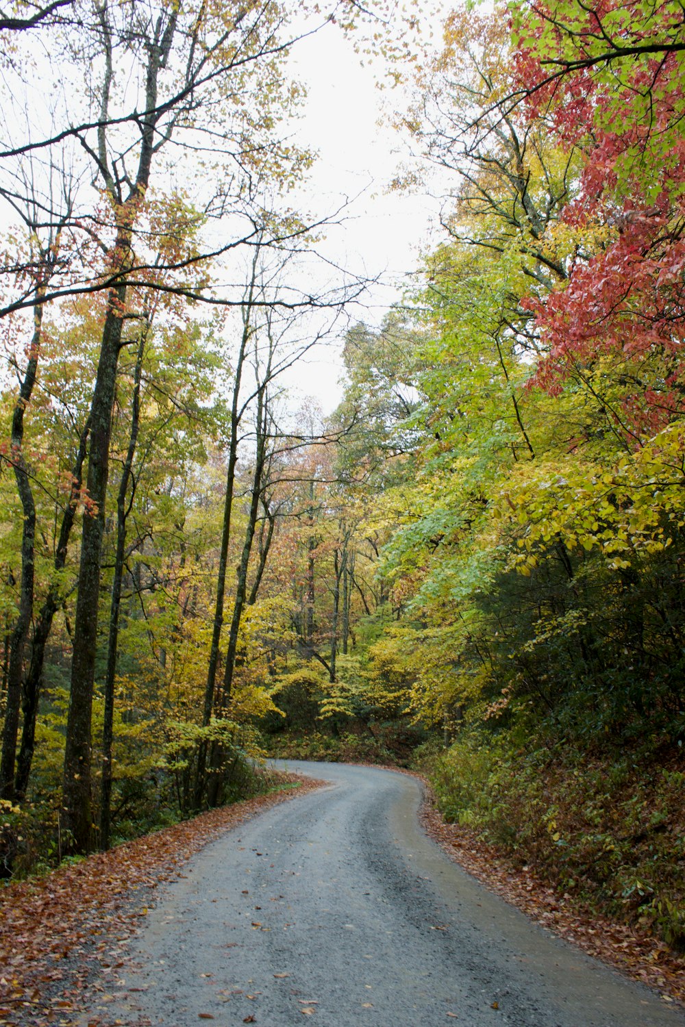 a road in the middle of a wooded area