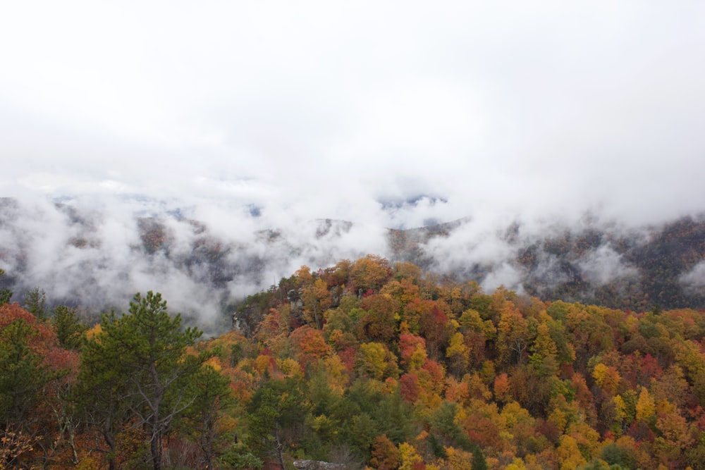 a view of a mountain covered in clouds and trees