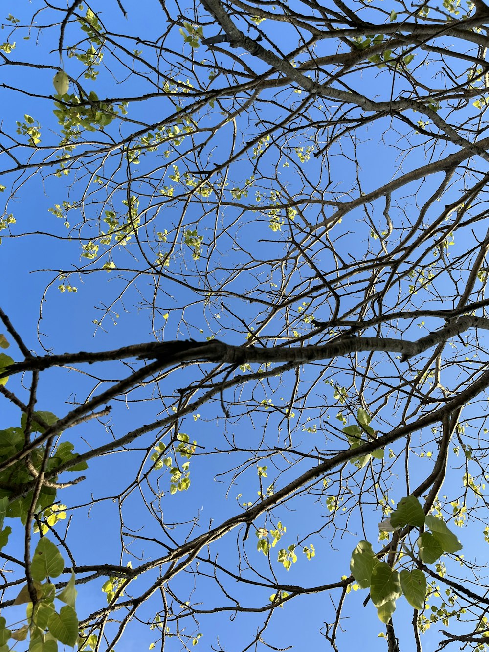 the branches of a tree against a blue sky