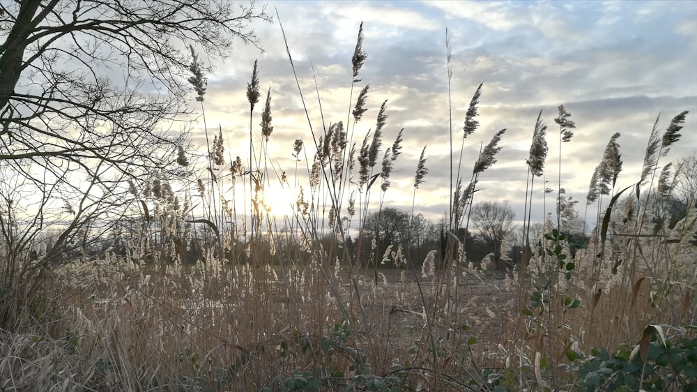 a field with tall grass and trees in the background