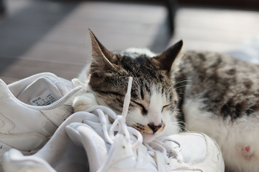 a cat sleeping on top of a pair of white shoes