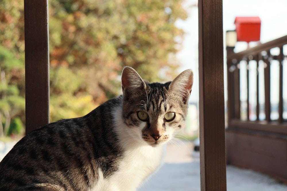 a cat sitting on a porch next to a railing