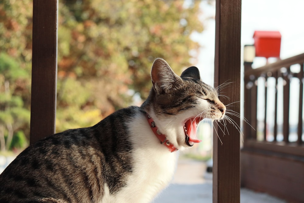 a cat yawns while sitting on a bench