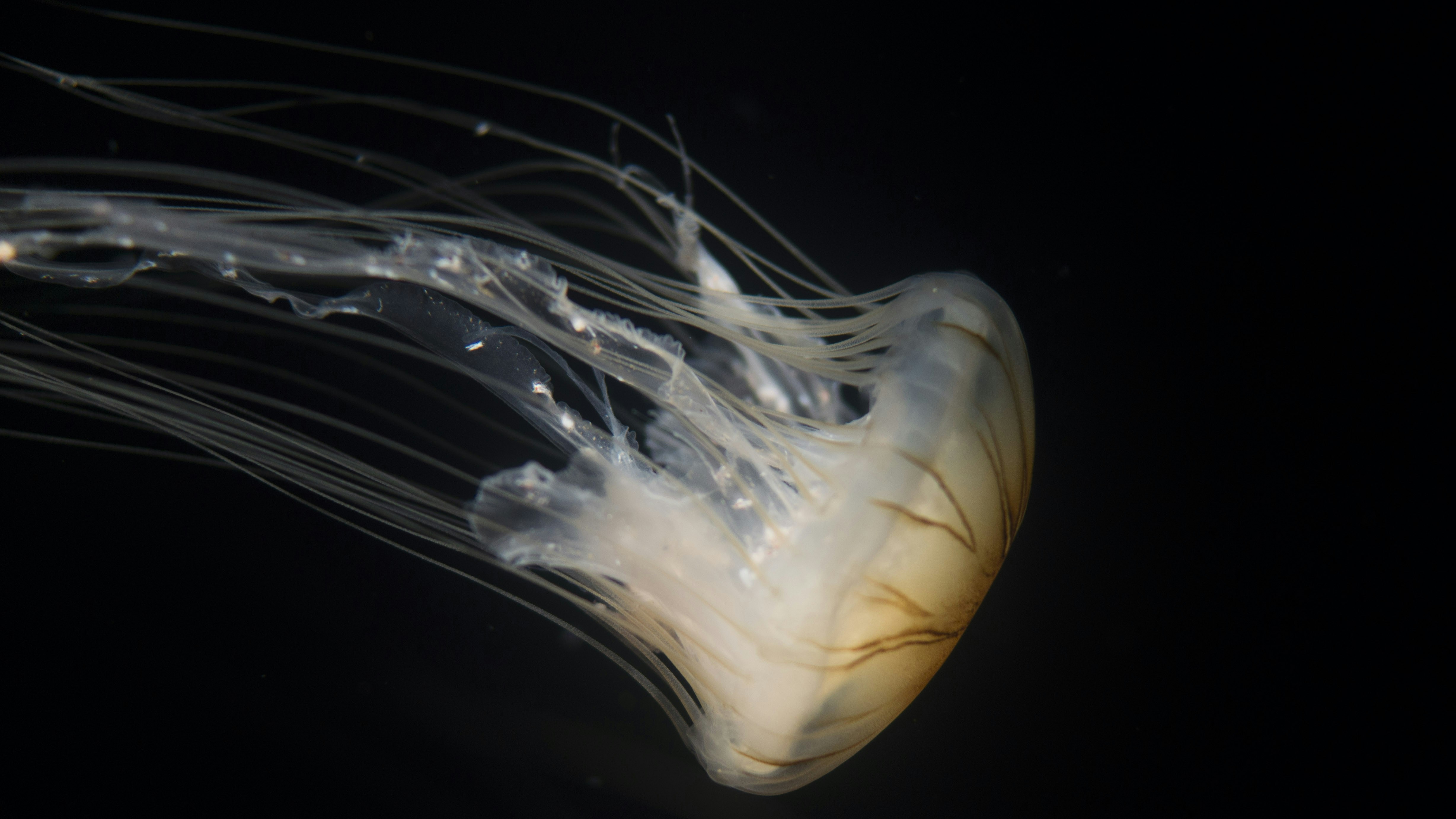 Photo by mengmeng11001