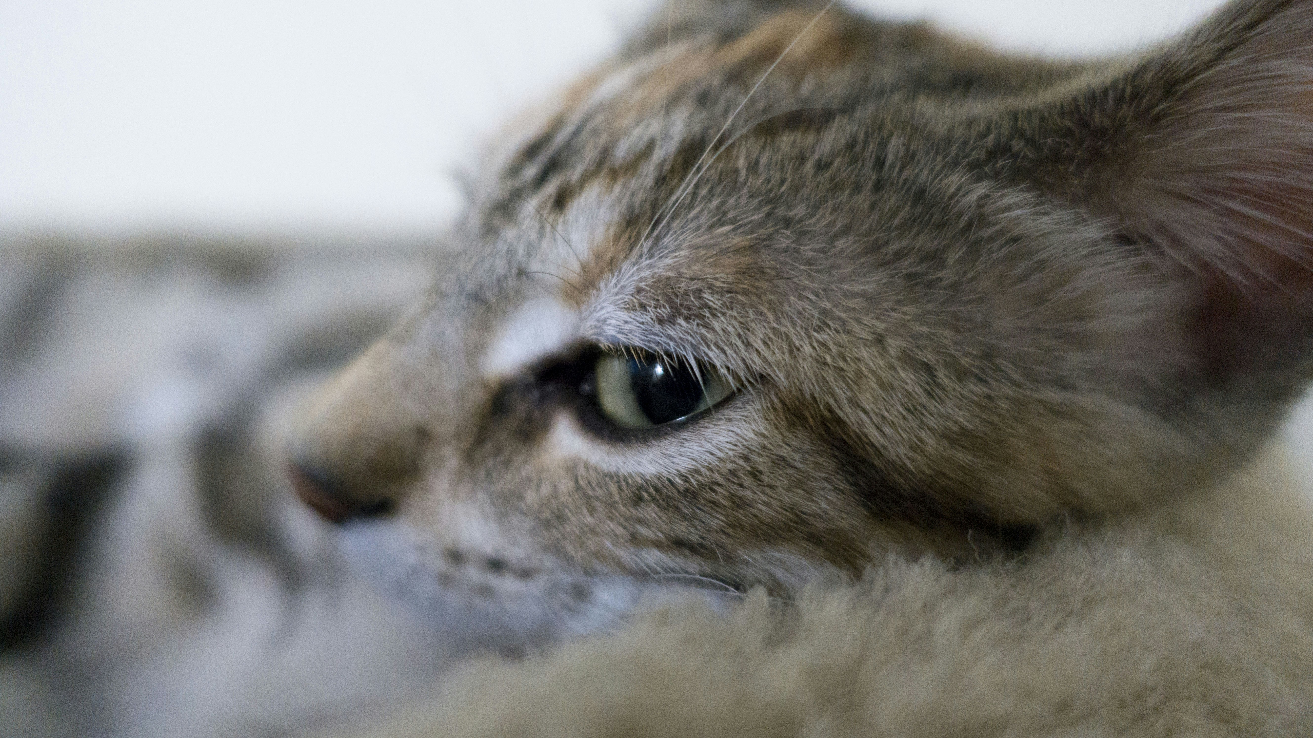 14 One-of-a-Kind Tortoiseshell Cat Names Based on Fur Markings