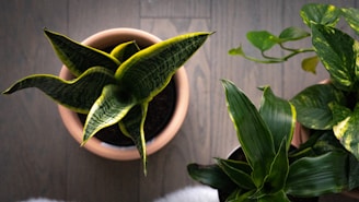 a couple of plants that are on a table