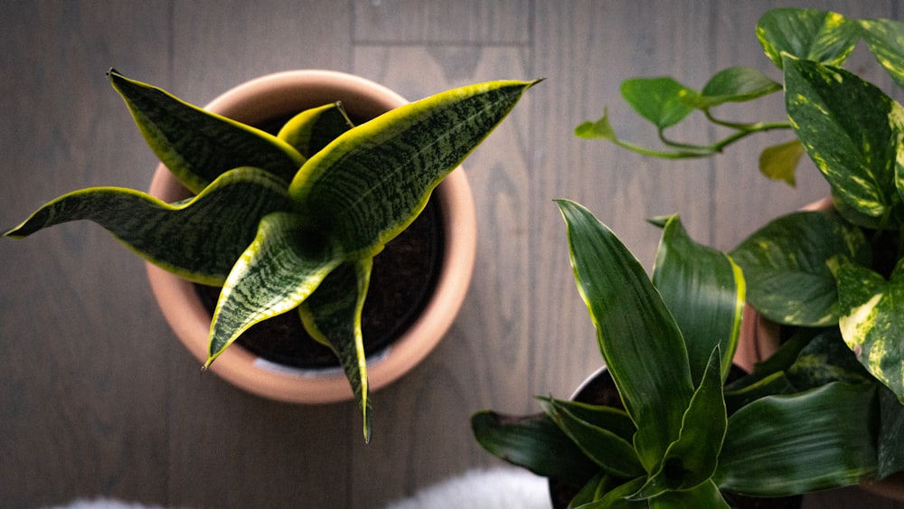 Un par de plantas que están sobre una mesa