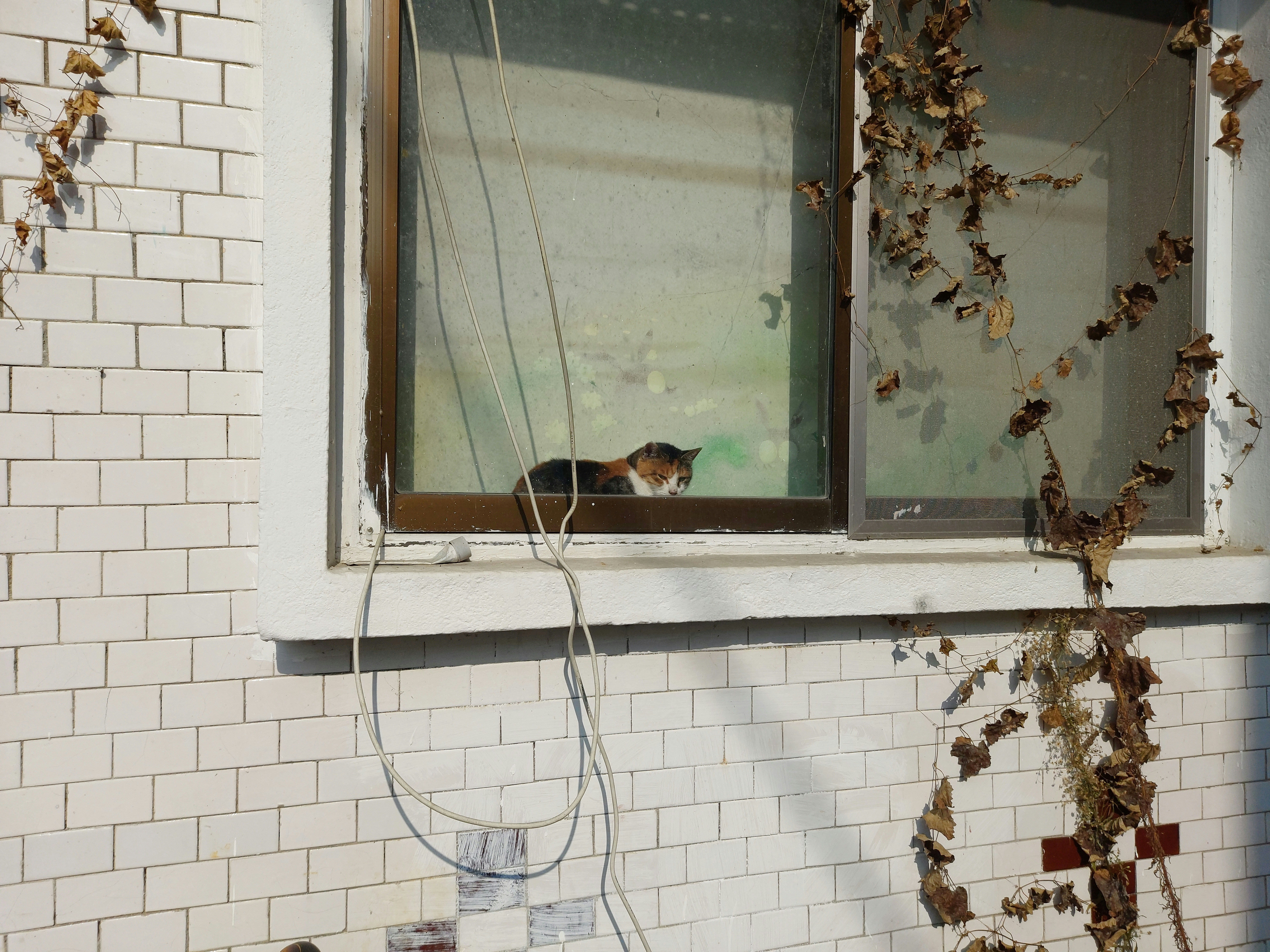 a cat sitting on a window sill looking out the window