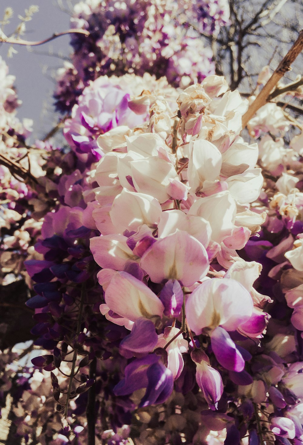 a bunch of purple and white flowers on a tree