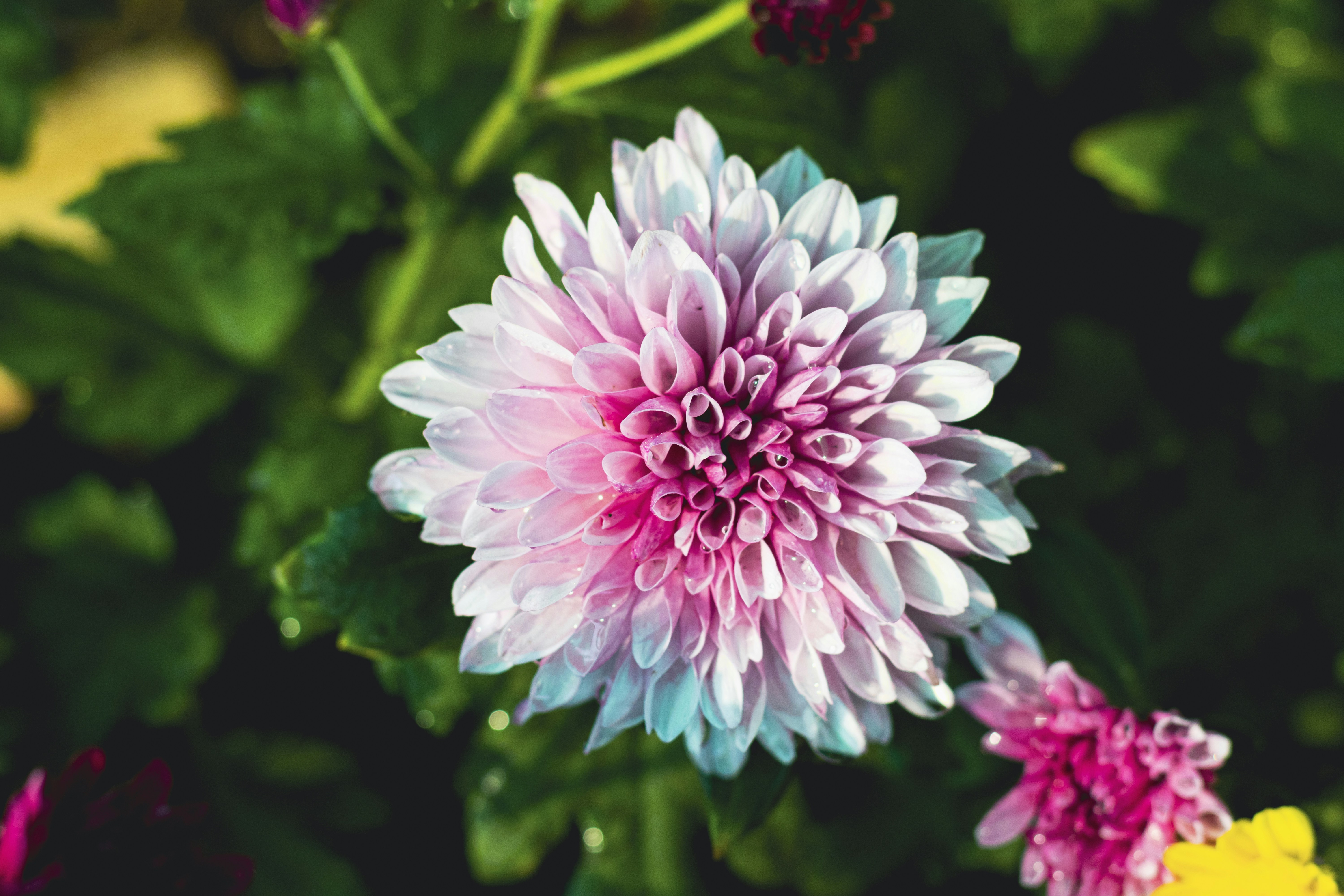 Photo by vdphotography