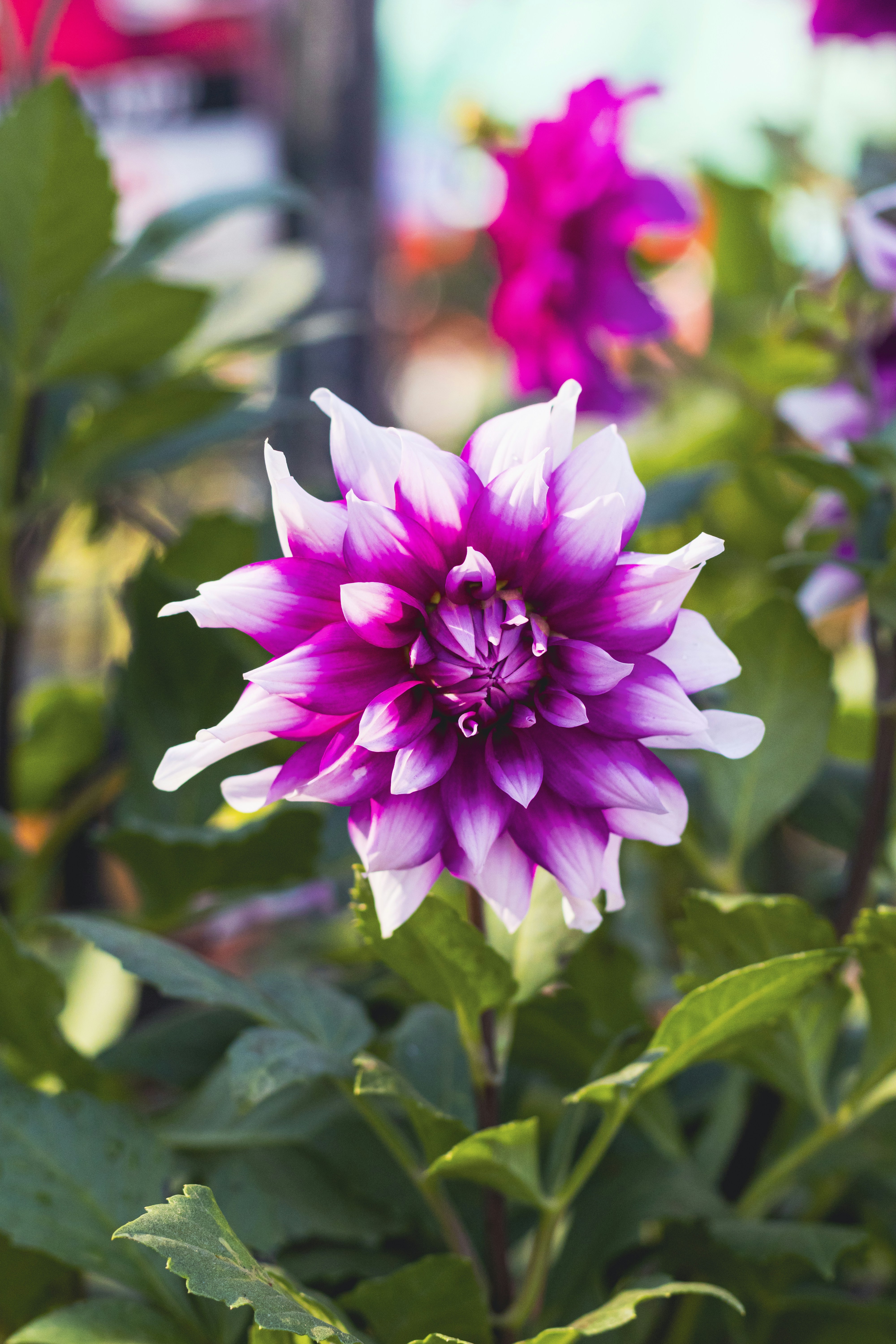 Un primer plano de una flor púrpura en un jardín