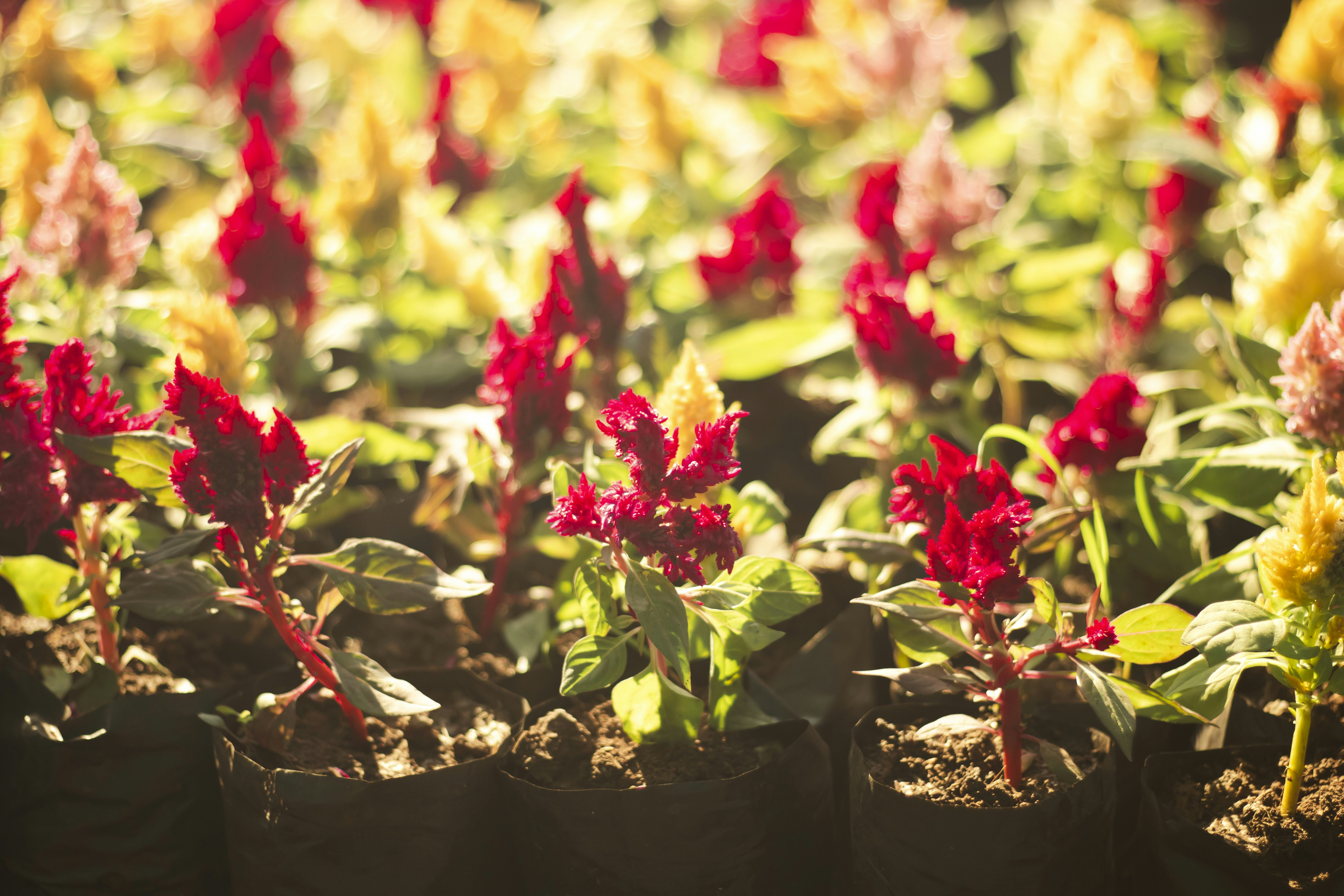 Photo by vdphotography