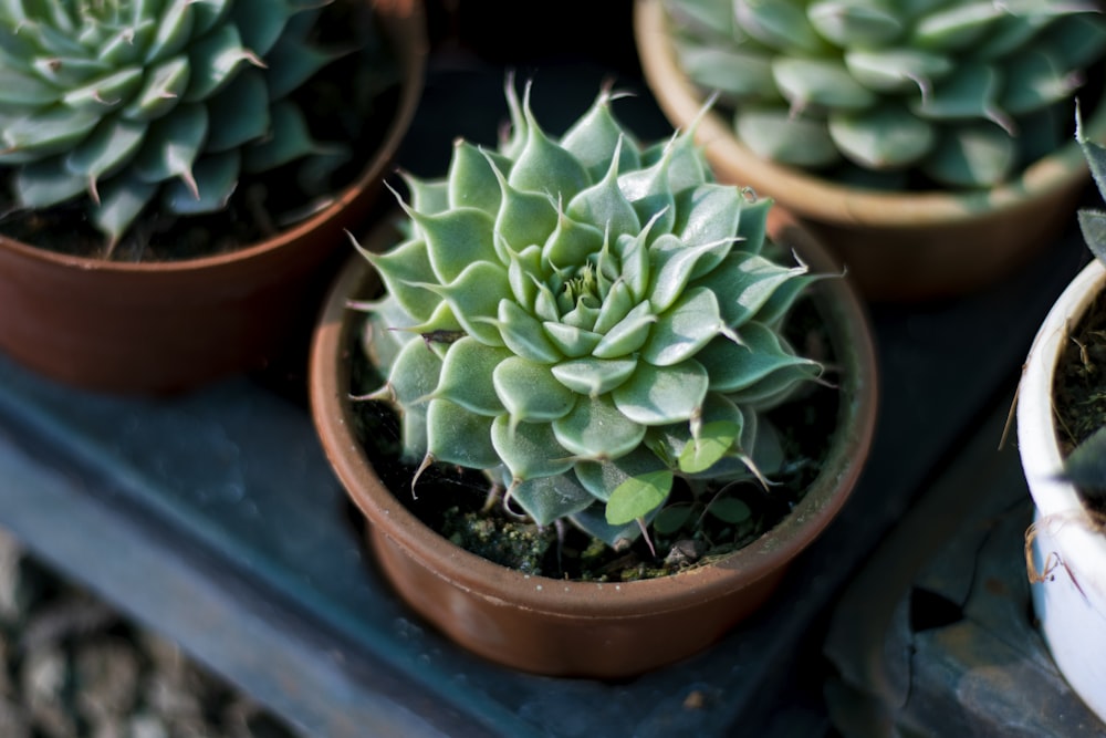 a group of succulents sitting on top of a table