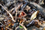 A close-up view of the forest floor, featuring a small, vibrant red and brown mushroom surrounded by a tangle of twigs, fallen leaves, and branches. The organic matter is in varying states of decay, highlighting the rich texture and complexity of the natural environment.