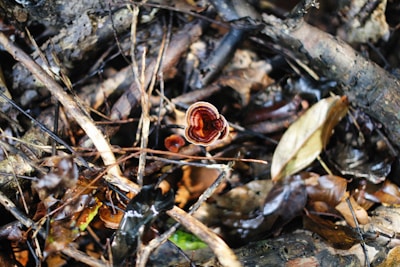 A close-up view of the forest floor, featuring a small, vibrant red and brown mushroom surrounded by a tangle of twigs, fallen leaves, and branches. The organic matter is in varying states of decay, highlighting the rich texture and complexity of the natural environment.