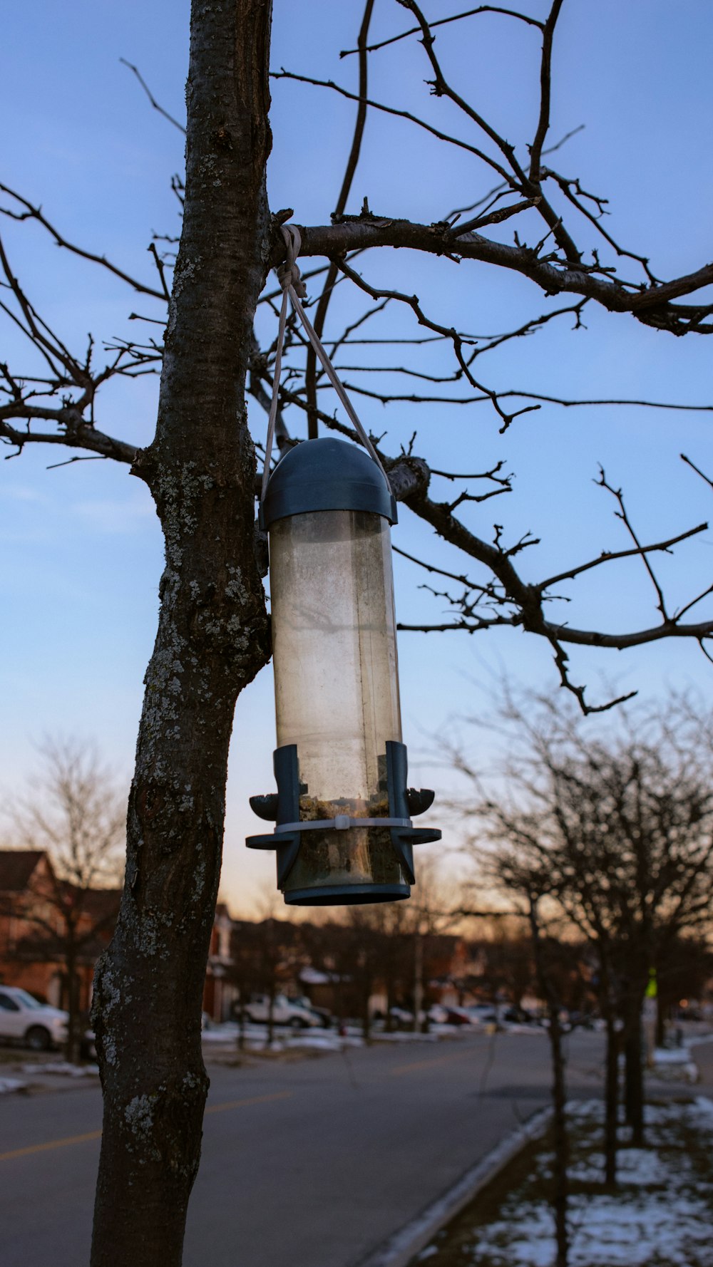 um alimentador de pássaros pendurado em uma árvore ao lado de uma rua