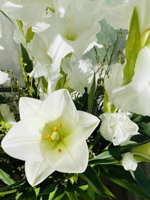 A close-up of delicate lilies blooming in a garden.