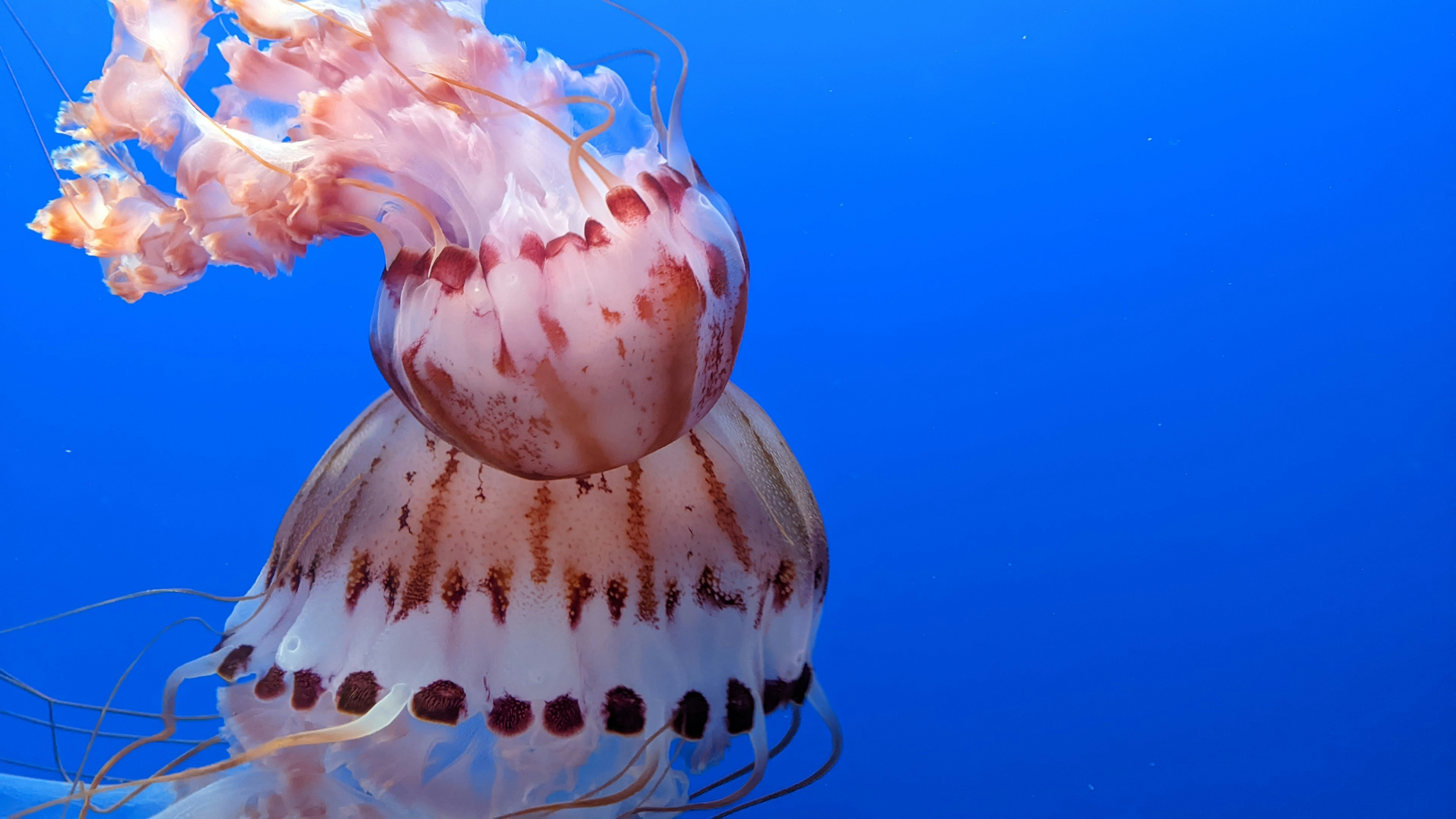 Photo by akshatadsule