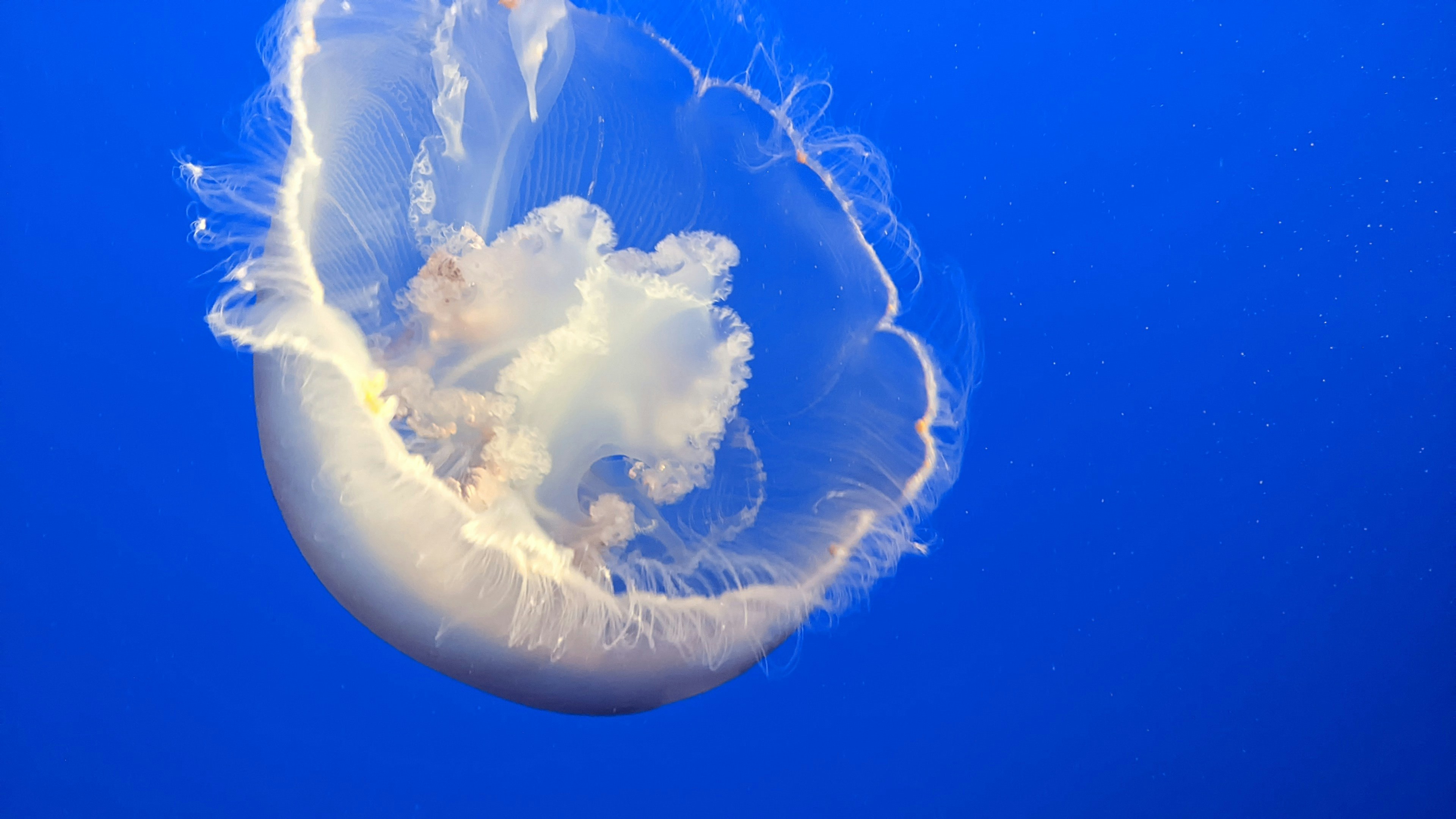 Photo by akshatadsule