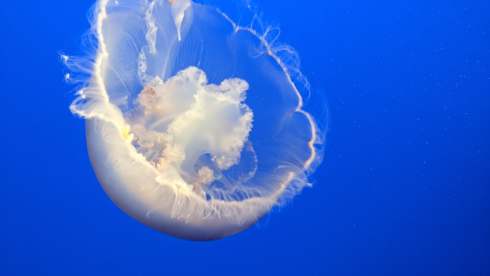 a white jellyfish floating in the blue water