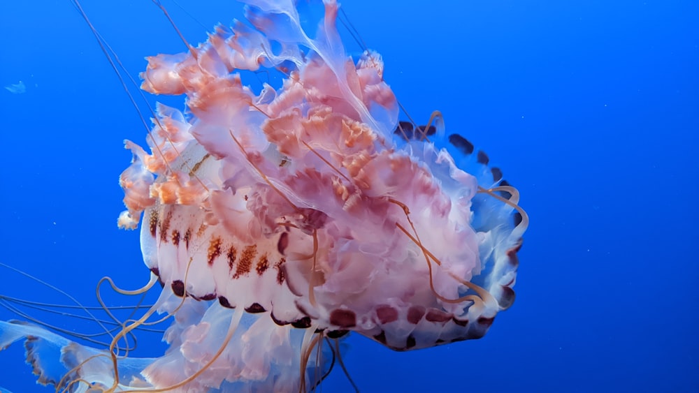 a jellyfish swimming in the blue water