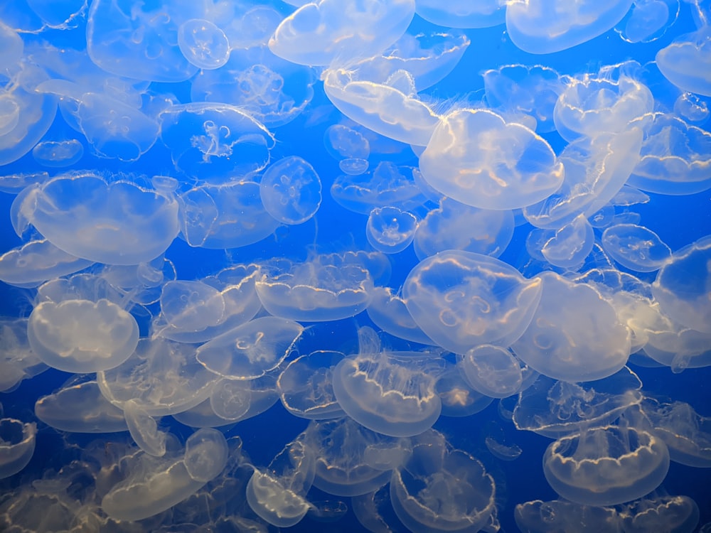 a group of jellyfish swimming in the ocean