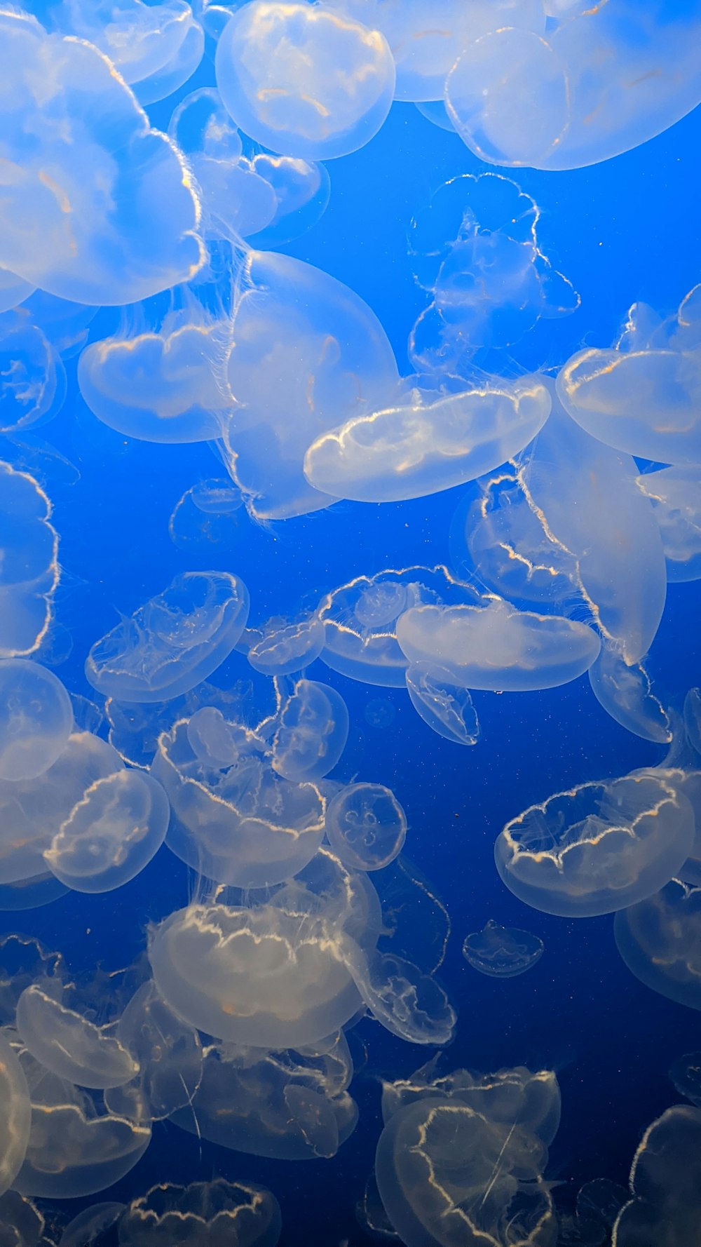 a group of jellyfish swimming in the ocean