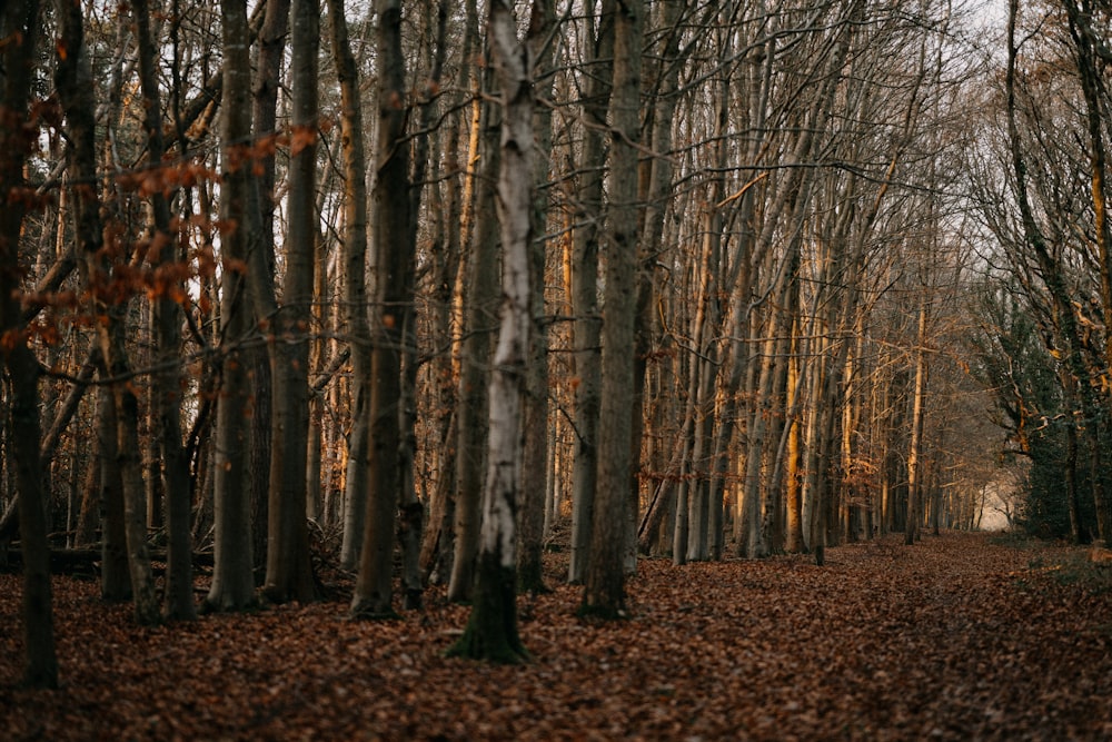 a forest filled with lots of trees covered in leaves