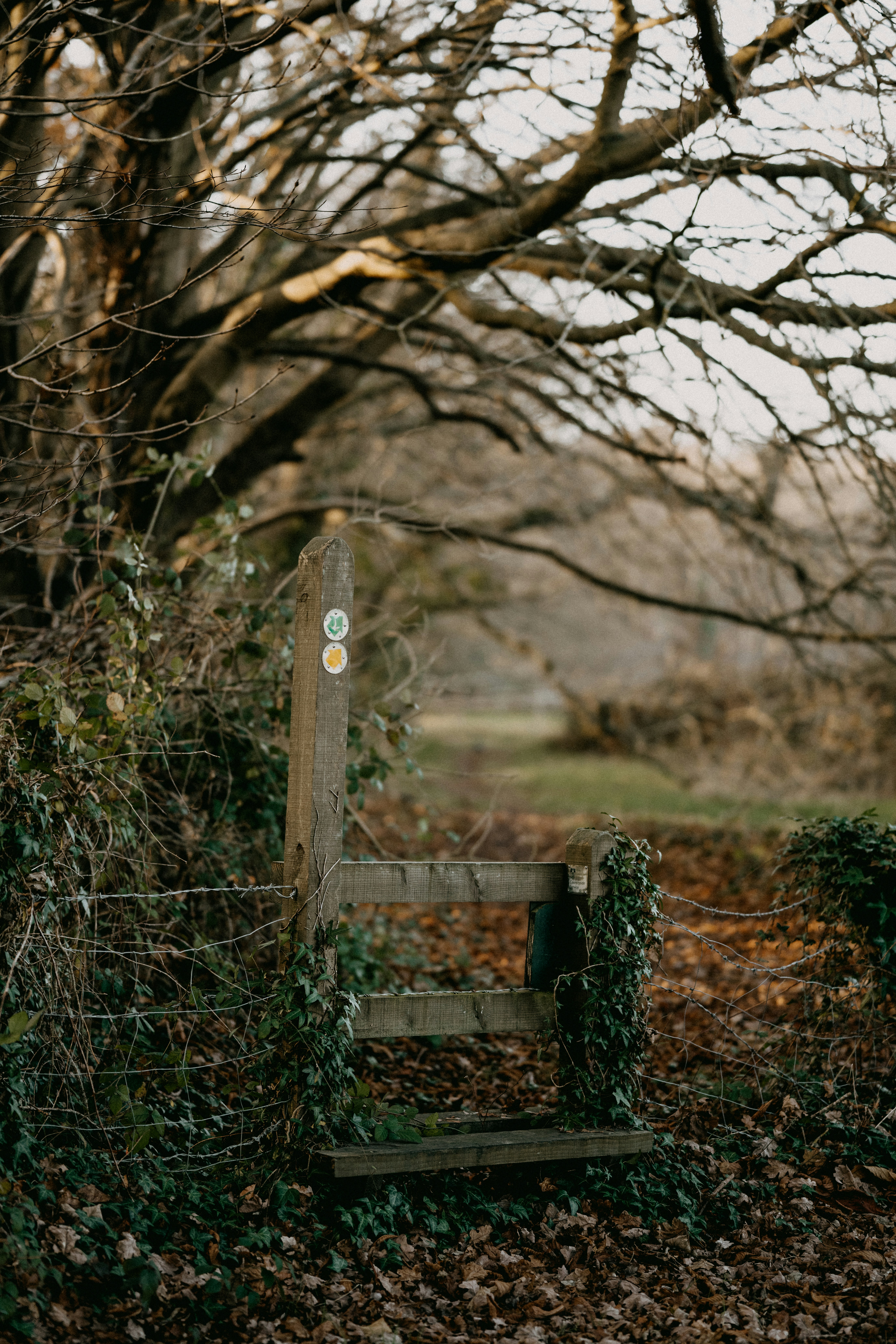 una panca di legno seduta accanto a un albero