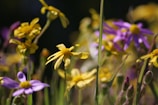 A close-up of wildflowers blooming in a natural landscape.