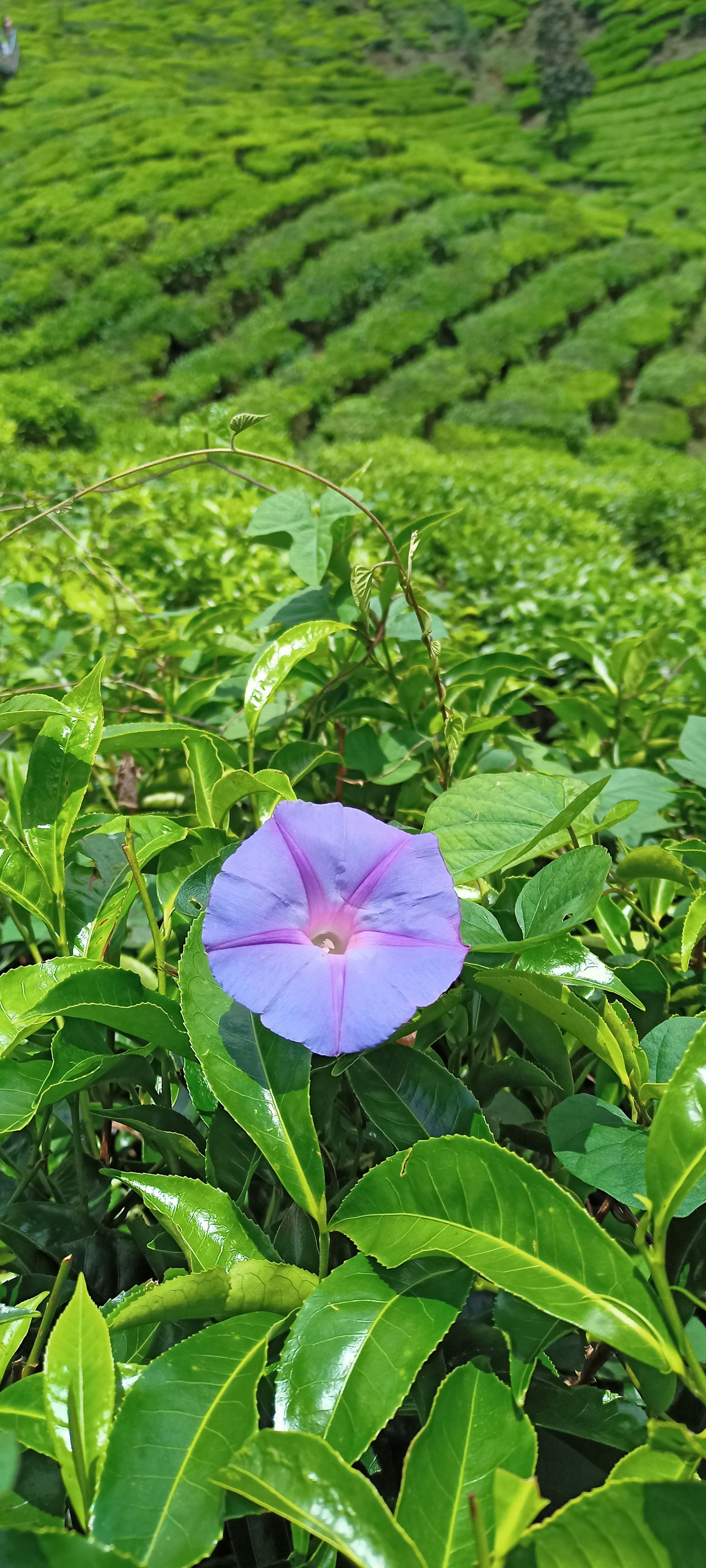 A purple flower sitting on top of a lush green field photo – Free ...