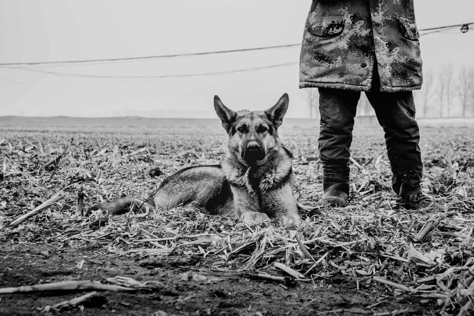 A loyal German Shepherd by his owner's side at work.