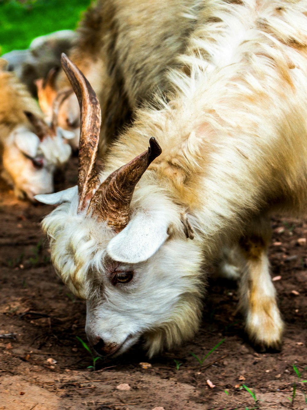 a goat with horns grazing in the dirt