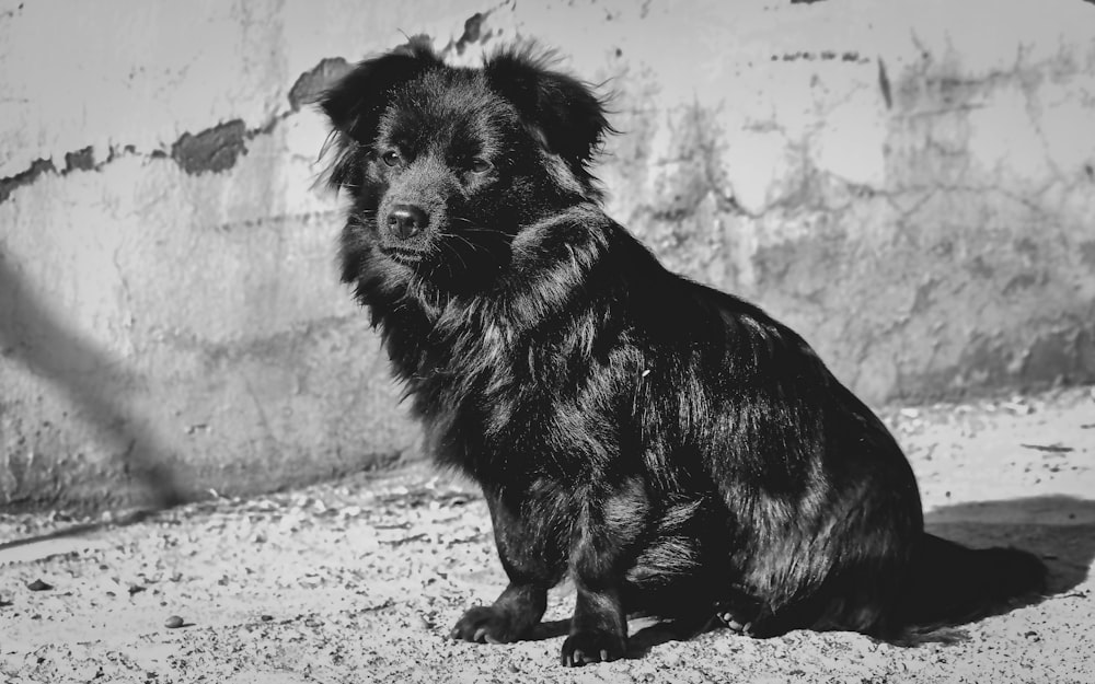 a black and white photo of a dog sitting on the ground