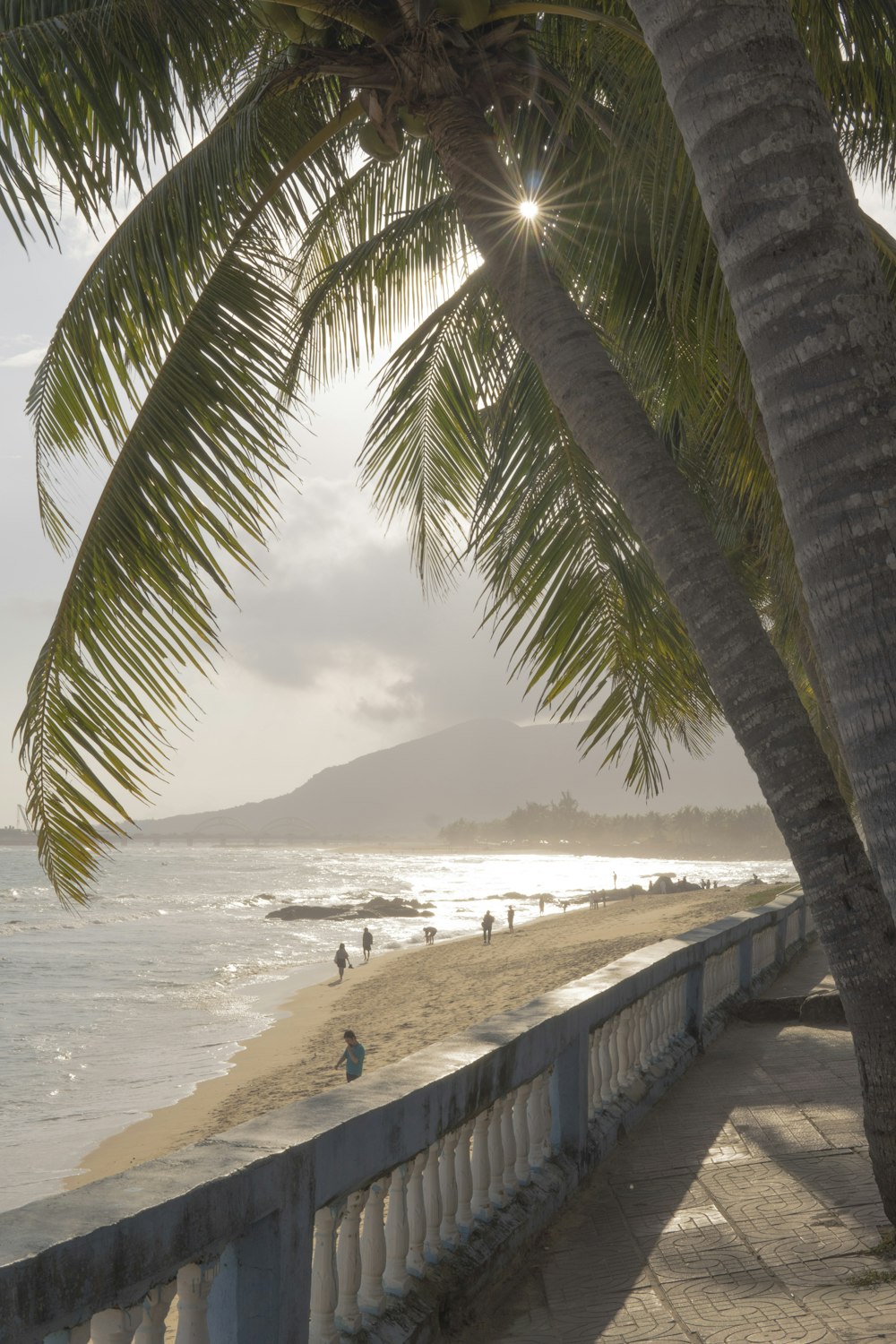 a beach with a palm tree next to the ocean