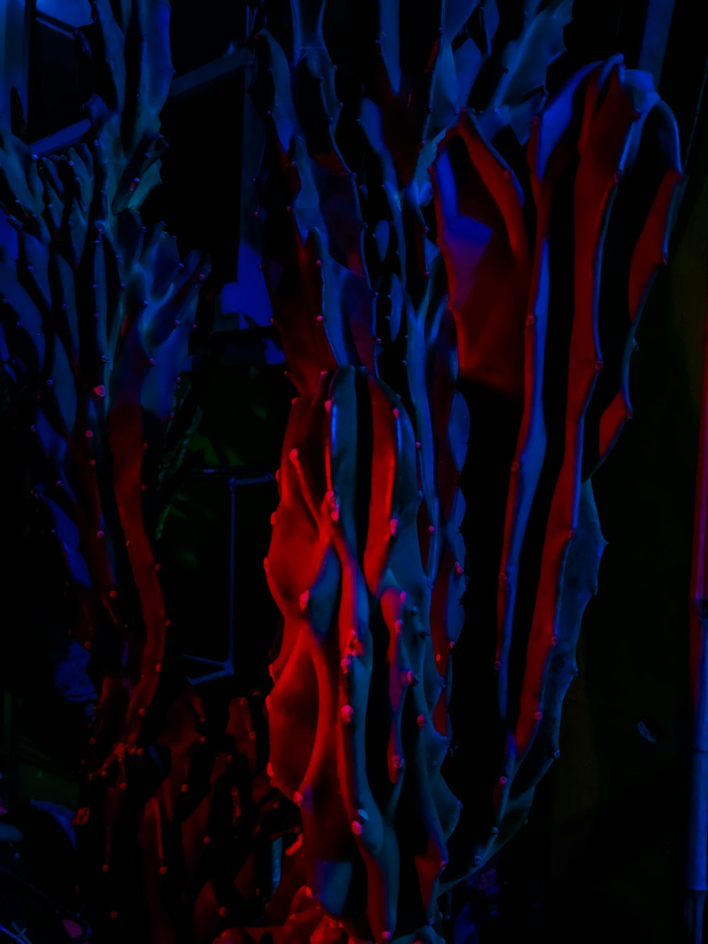 a red and blue plant in a dark room