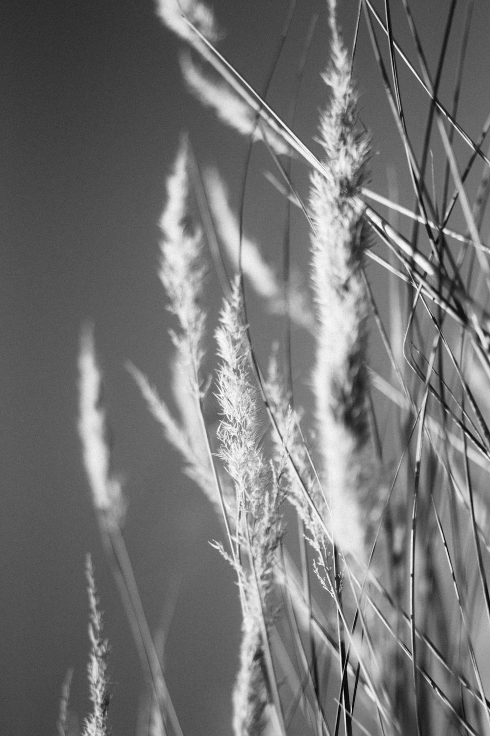 a black and white photo of grass blowing in the wind