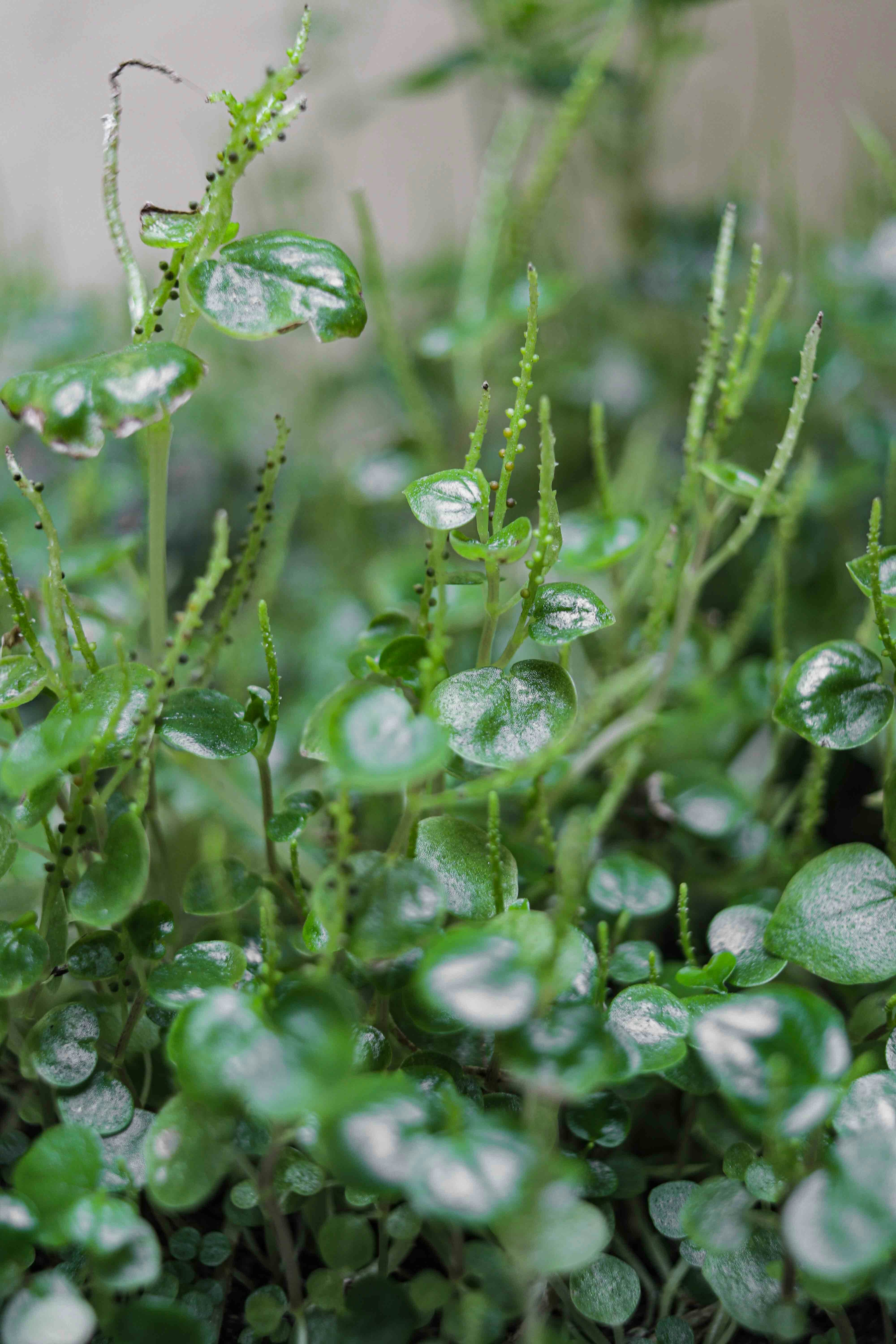 Photo by adriannetulod