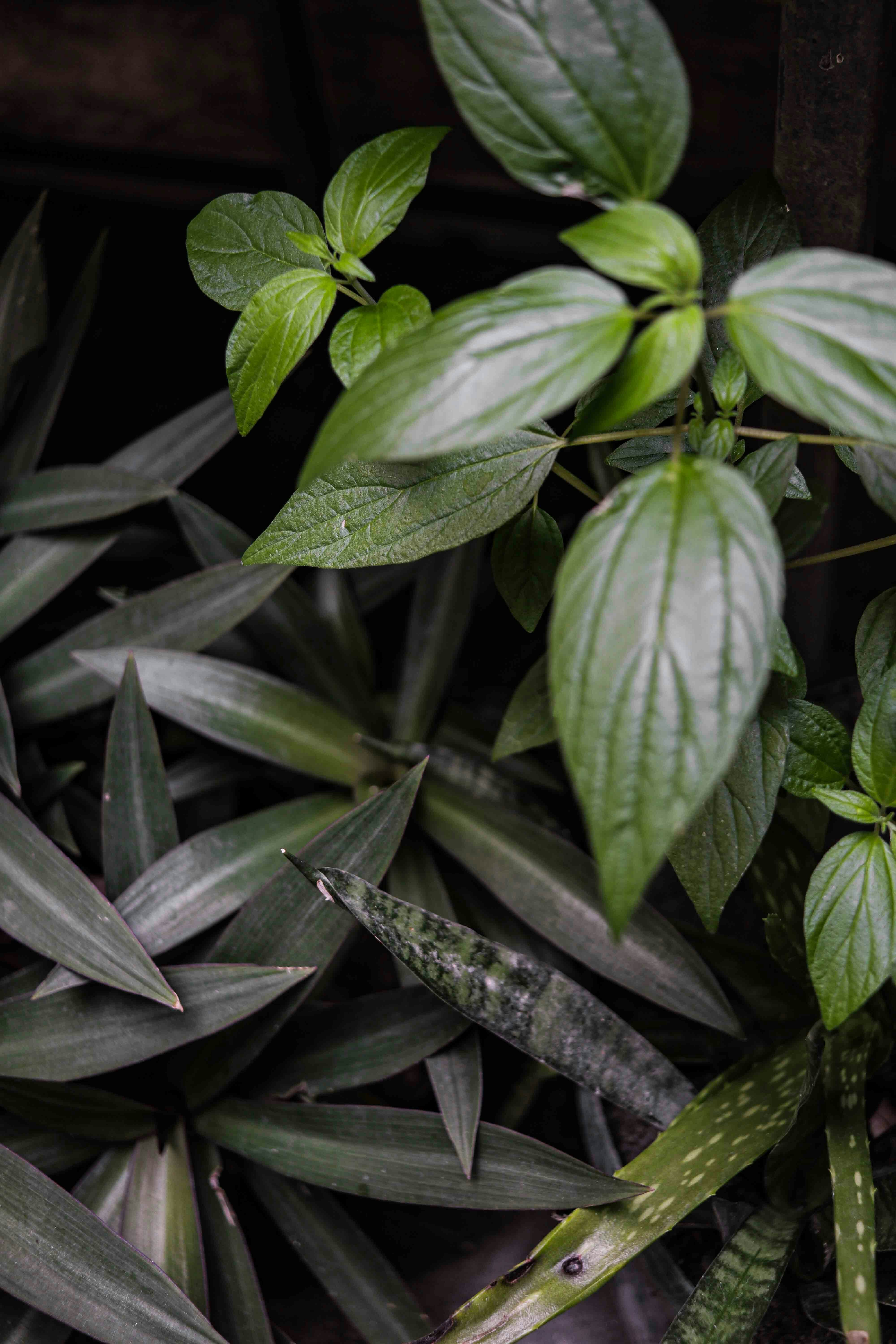 Photo by adriannetulod