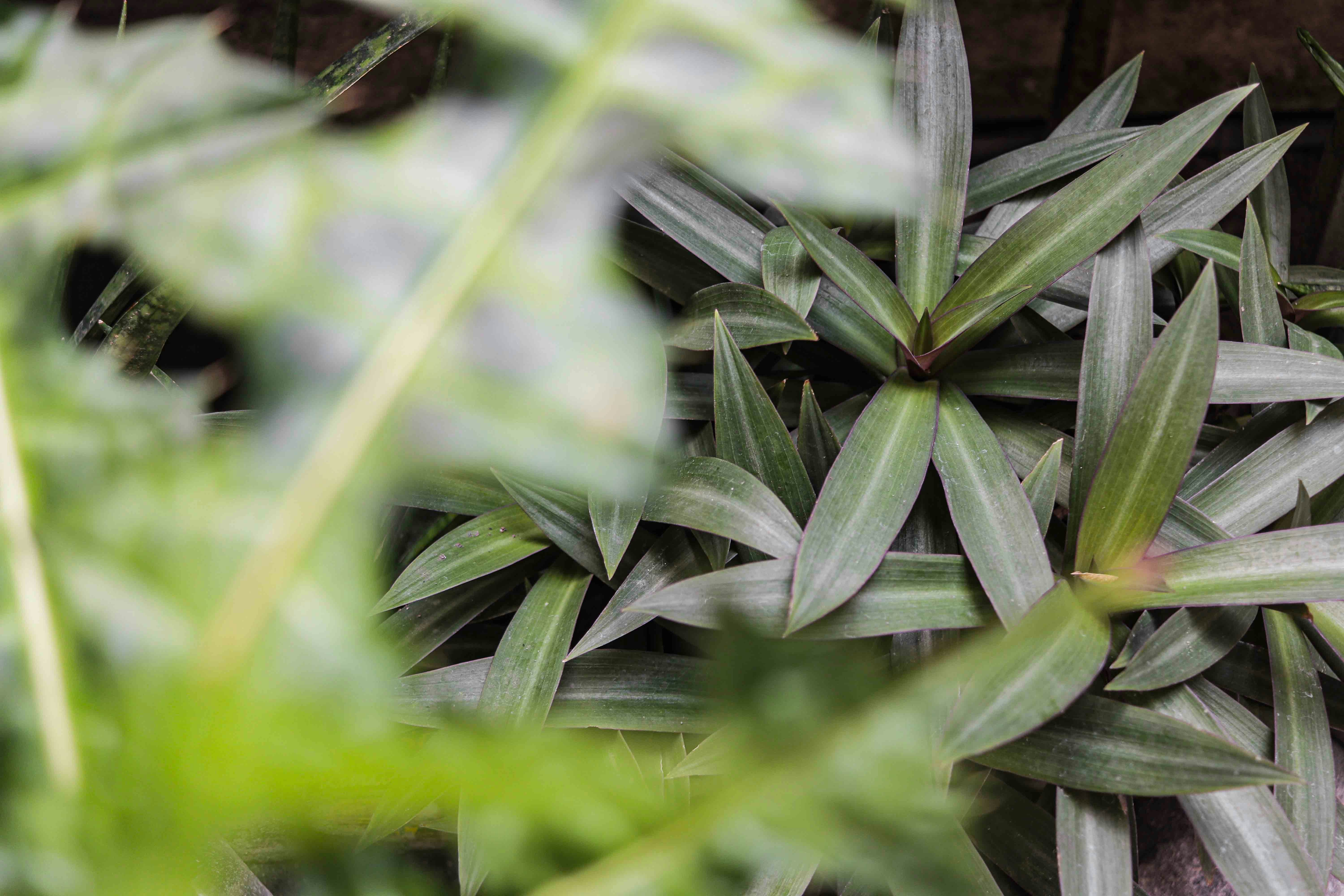 Photo by adriannetulod