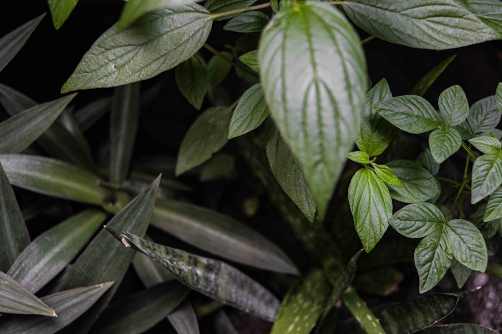 a close up of a green plant with leaves