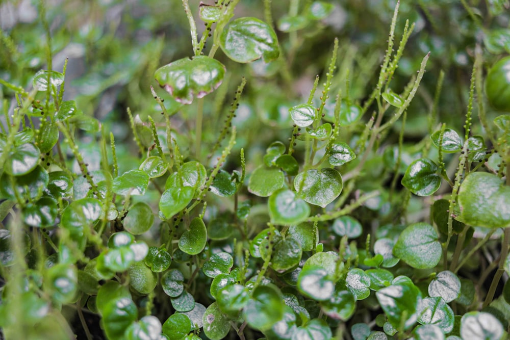 a bunch of green plants with water drops on them