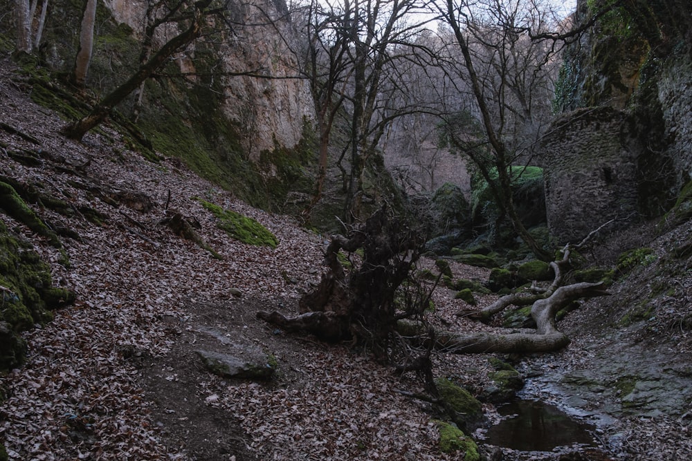 a stream running through a forest filled with trees