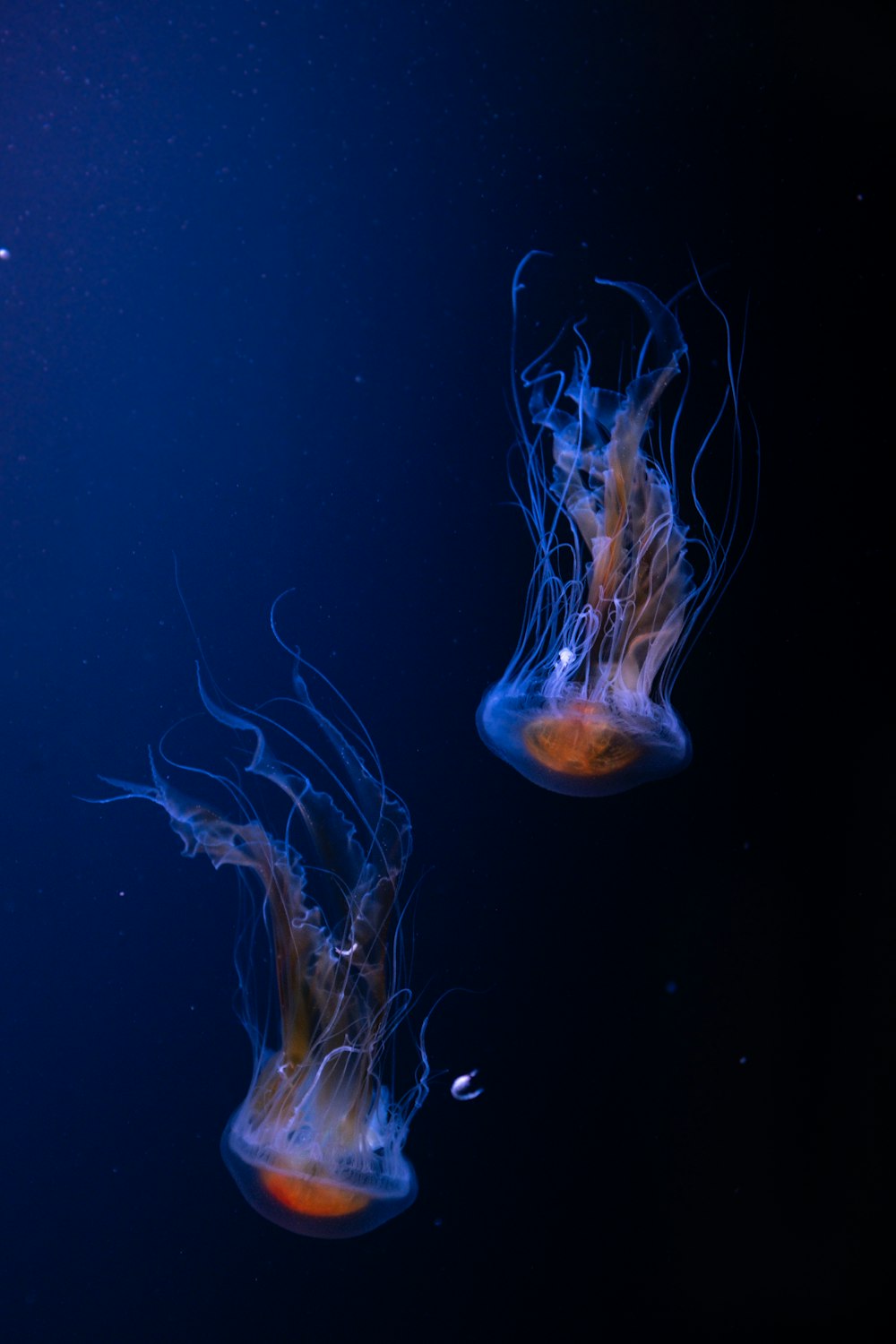 a couple of jellyfish floating in the water