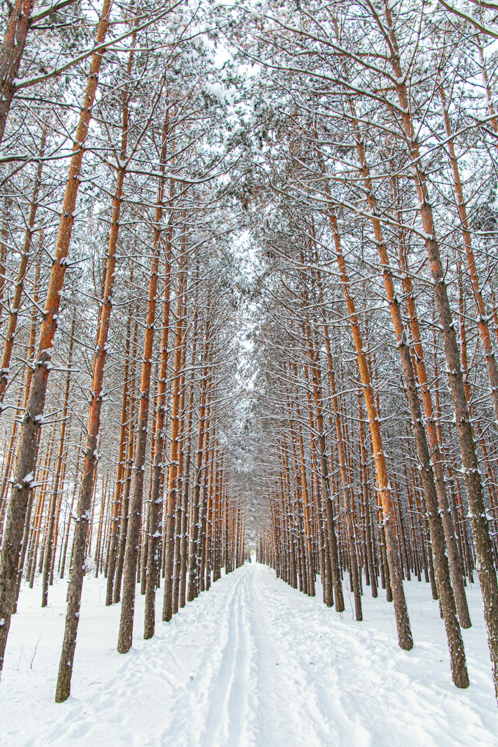 a path through a snowy forest lined with tall trees
