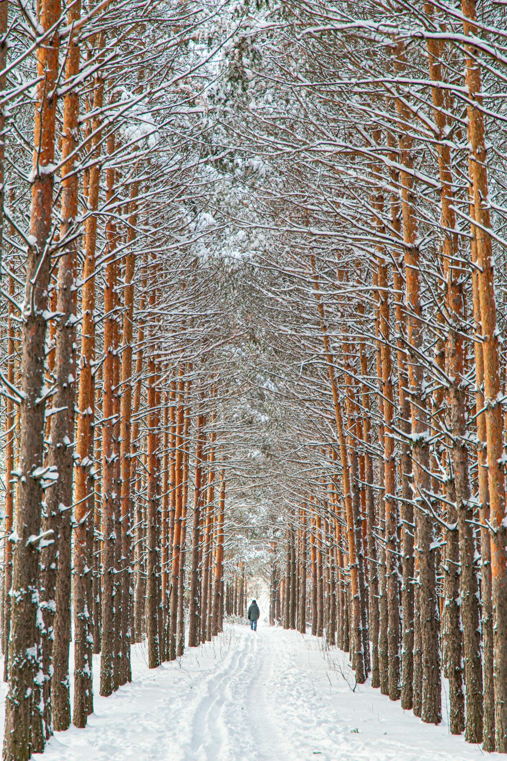 a person walking down a snow covered path through a forest