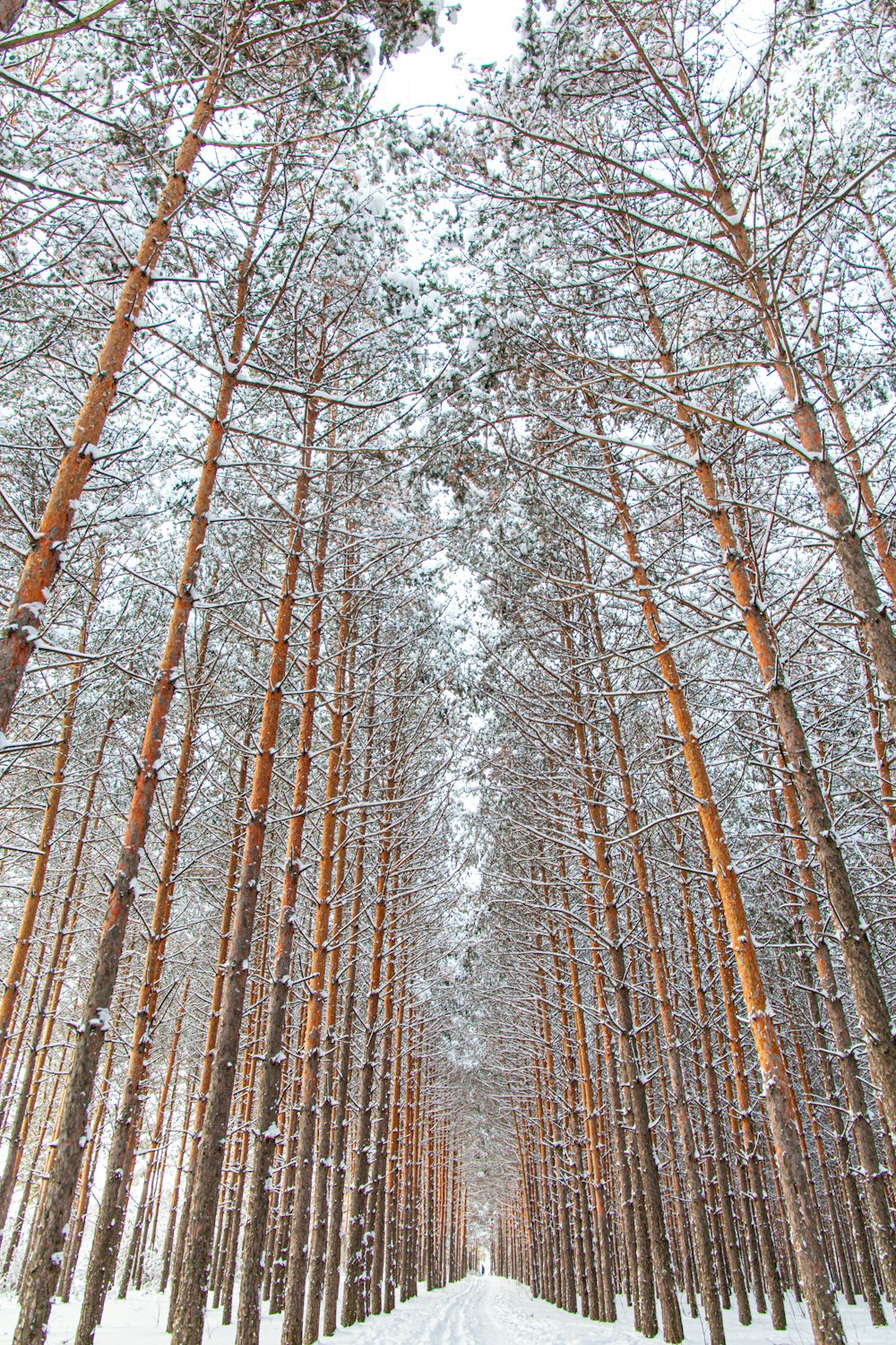 a snow covered forest filled with lots of trees