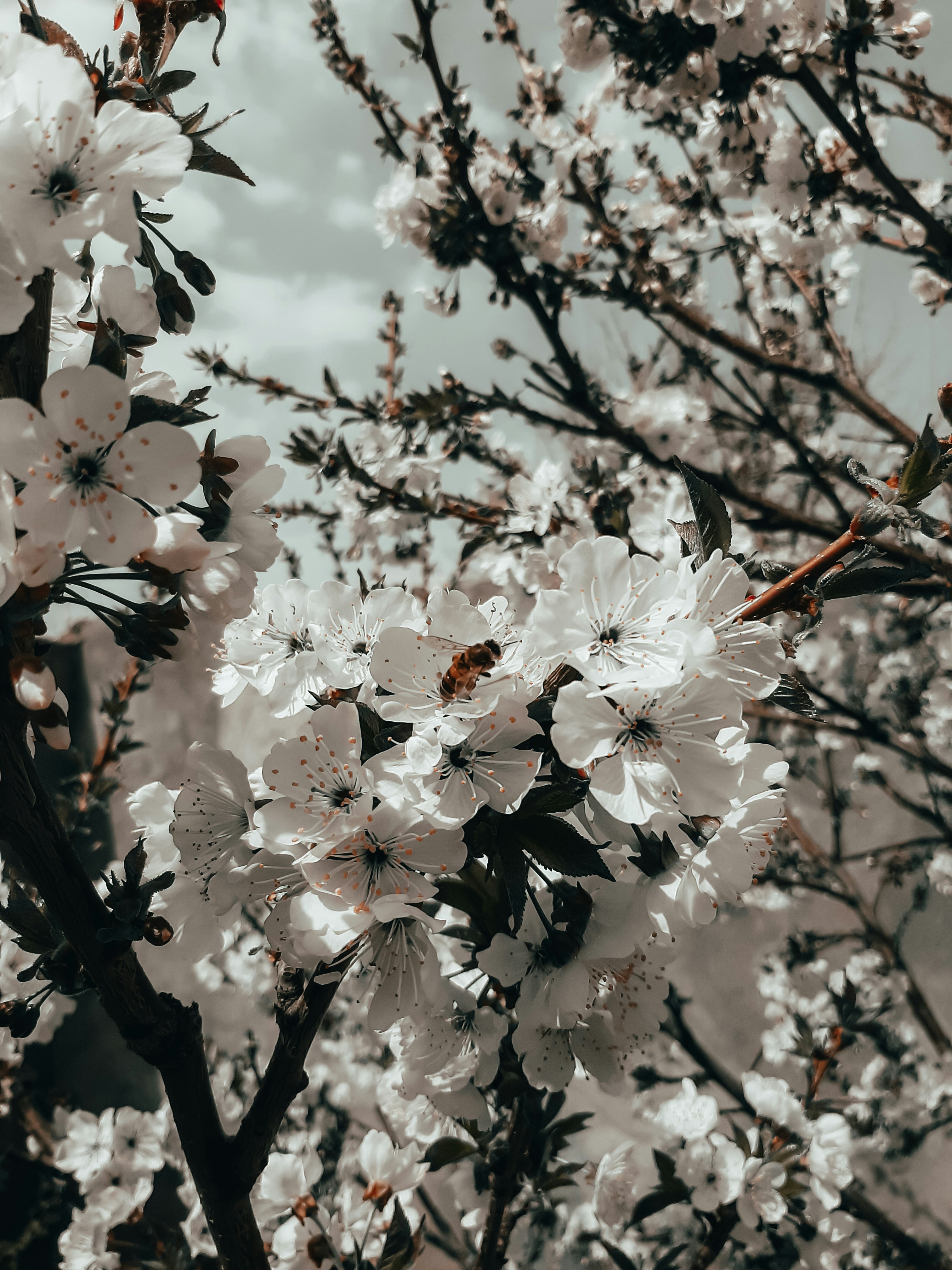 Photo by misakaghababyan